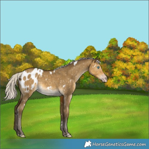 Horse Color:Gray White Spotted Silver Sable Cream Champagne Dun Appaloosa Brindle 