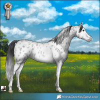 Horse Color:Blue Roan Splash Appaloosa Rabicano