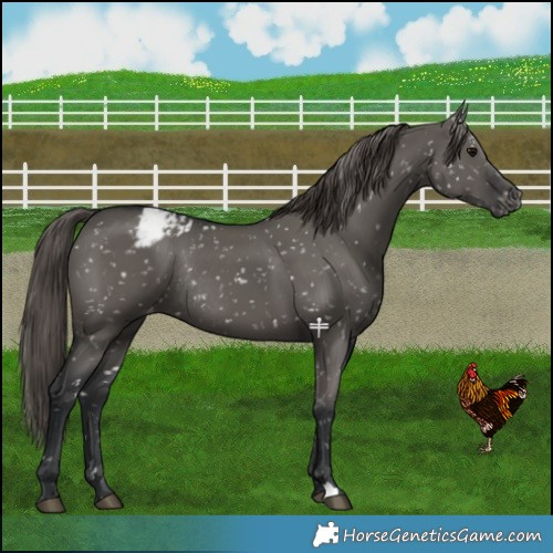 Horse Color:Grullo Snowflake Varnish Rabicano 