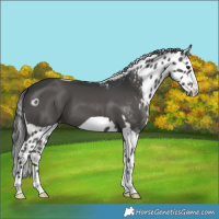 Horse Color:Black Skewed LP Spotted 