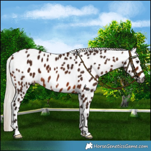 Horse Color:Gray Silver Bay Leopard 