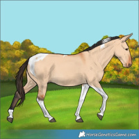 Horse Color:Bay Dun Tobiano