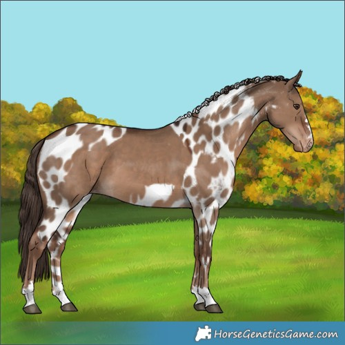 Horse Color:Liver Red Dun Skewed Appaloosa