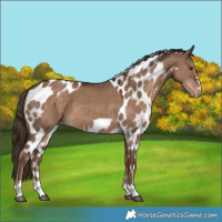 Horse Color:Liver Red Dun Skewed Appaloosa 