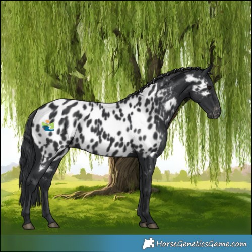 Horse Color:Black Appaloosa 