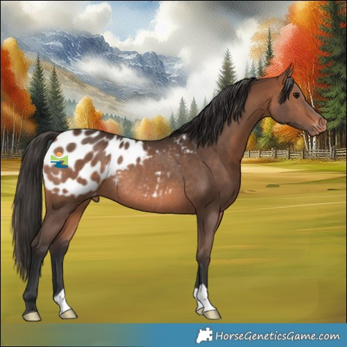 Horse Color:Bay Appaloosa Rabicano 