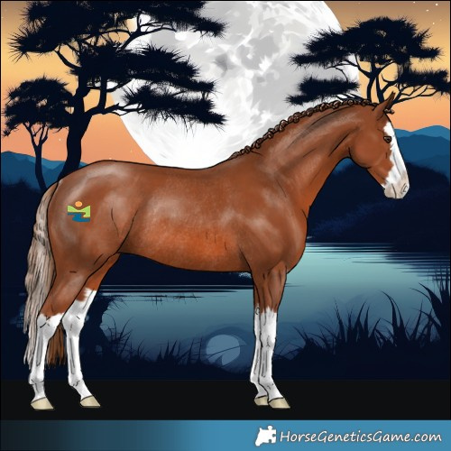 Horse Color:Chestnut Splash Rabicano 