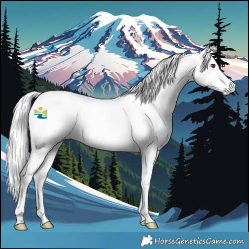 Horse Color:Platinum White Spotted Palomino Chinchilla Dun Rabicano 