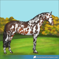 Horse Color:Brown Skewed Appaloosa 