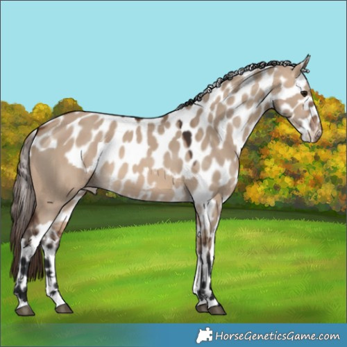 Horse Color:Brown Dun Skewed Appaloosa 
