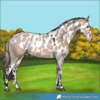 Horse Color:Brown Dun Skewed Appaloosa 