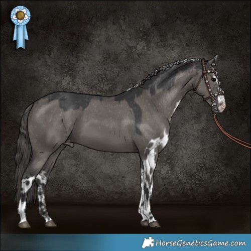 Horse Color:Grullo Skewed Appaloosa 
