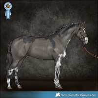 Horse Color:Grullo Skewed Appaloosa