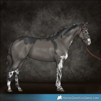 Horse Color:Grullo Skewed Appaloosa 