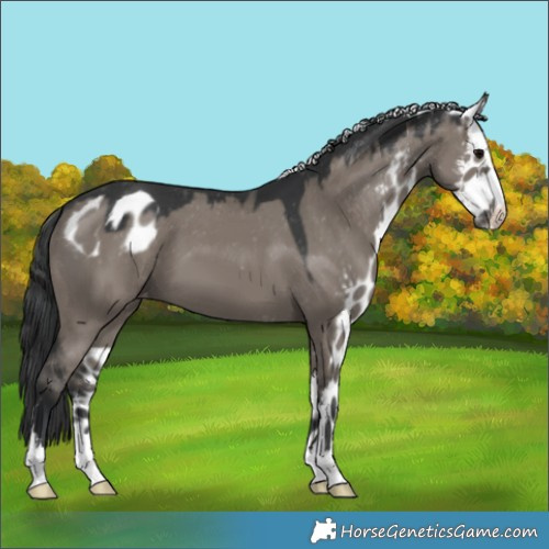 Horse Color:Grullo Skewed Appaloosa