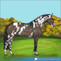 Horse Color:Brown Dun Skewed LP Spotted 