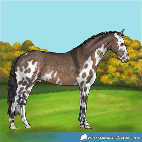 Horse Color:Brown Dun Skewed Appaloosa
