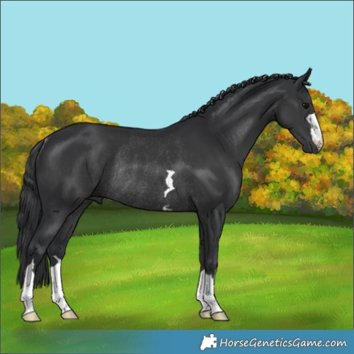 Horse Color:Black Rabicano 
