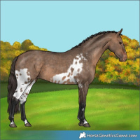 Horse Color:Bay Dun Skewed Appaloosa 