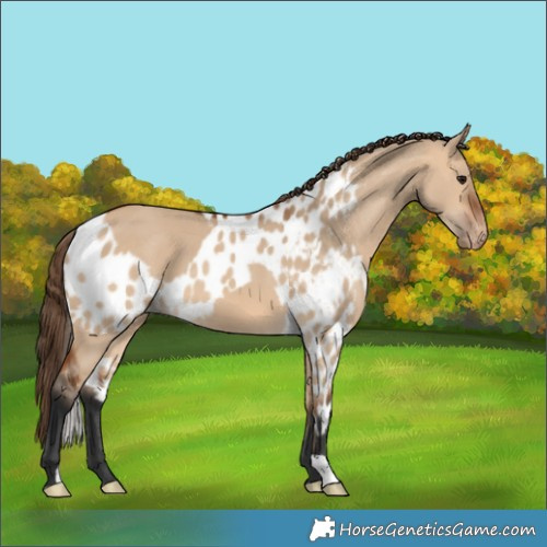 Horse Color:Bay Dun Skewed Appaloosa