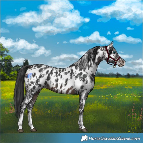 Horse Color:Brown Sabino Splash Leopard  and Brown Sabino Leopard 