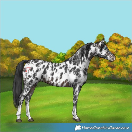 Horse Color:Brown Sabino Splash Appaloosa  and Brown Sabino Appaloosa 