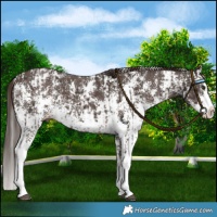 Horse Color:Liver Chestnut Sabino Splash Varnish  and Liver Chestnut Sabino Splash Varnish 