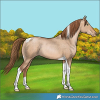 Horse Color:Bay Pearl Dun Tobiano Rabicano