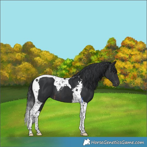 Horse Color:Brown Tobiano  and Black Tobiano 