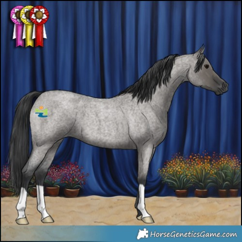 Horse Color:Grullo Roan 