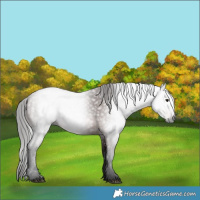 Horse Color:Gray Bay