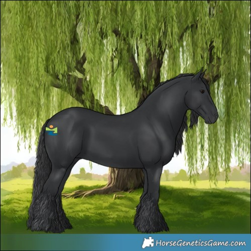 Horse Color:Black 