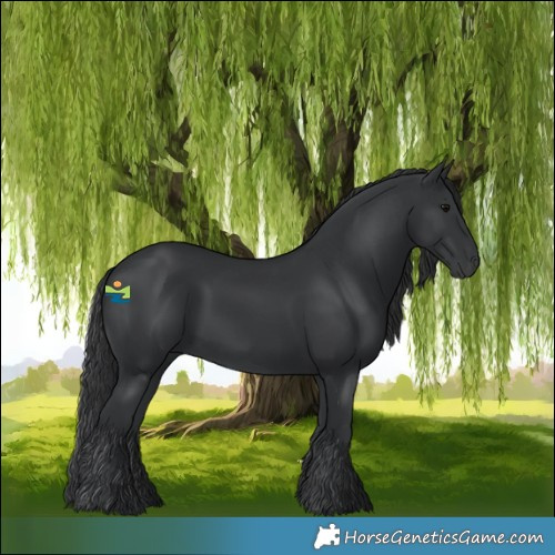 Horse Color:Black 