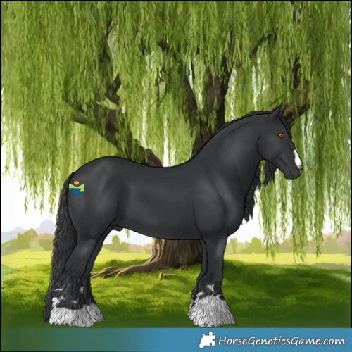 Horse Color:Black 