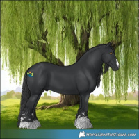 Horse Color:Black 