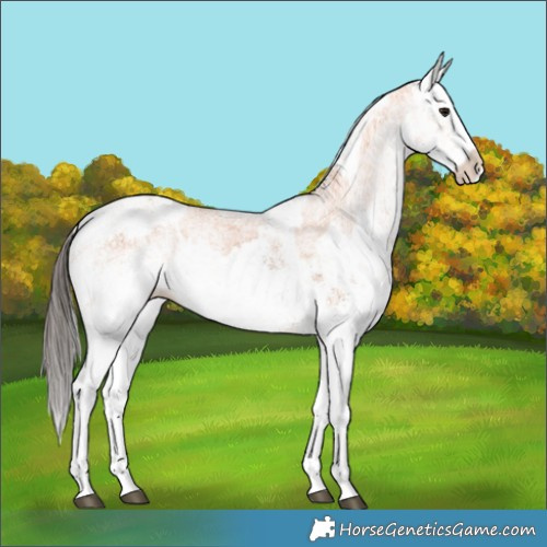 Horse Color:White Spotted Bay Splash  and White Spotted Bay Splash 