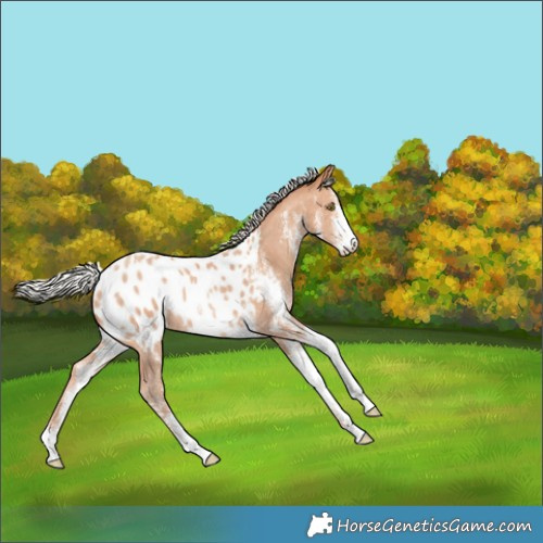 Horse Color:White Spotted Silver Amber Champagne Appaloosa