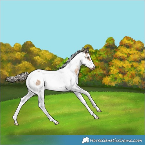 Horse Color:White Spotted Chocolate Palomino Tobiano Frame