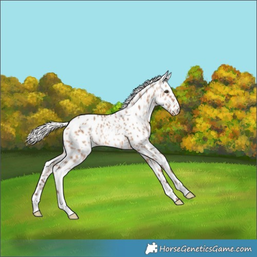Horse Color:Silver Bay Dun Appaloosa Rabicano 