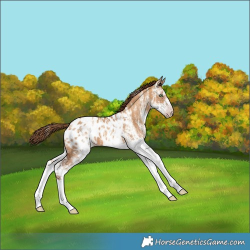 Horse Color:Gray White Spotted Gold Champagne Dun Appaloosa