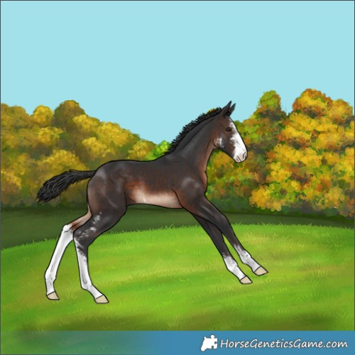 Horse Color:Brown Sabino 