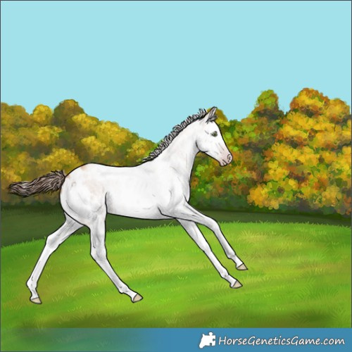 Horse Color:Gray White Spotted Gold Champagne Splash 