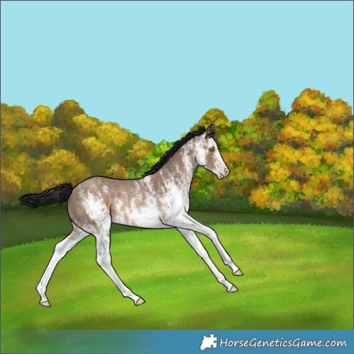 Horse Color:Gray White Spotted Amber Champagne Rabicano 