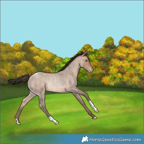 Horse Color:Sable Champagne Roan Appaloosa Rabicano 