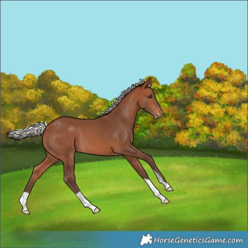 Horse Color:Silver Brown Appaloosa 