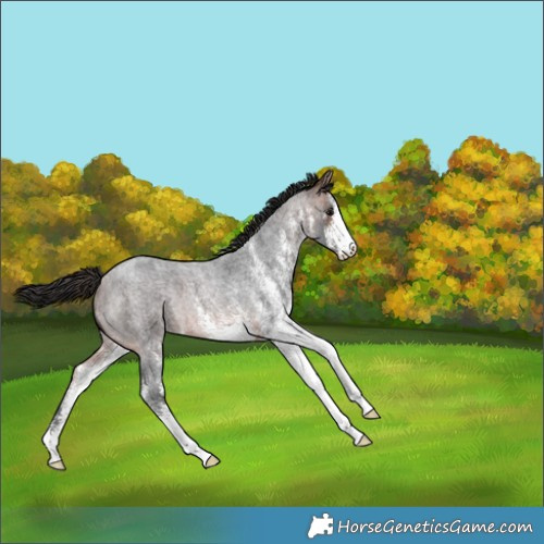 Horse Color:White Spotted Brown Roan Rabicano 