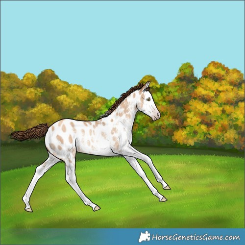 Horse Color:Gray White Spotted Gold Champagne Dun Splash Appaloosa Rabicano