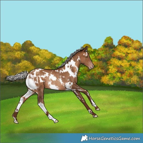 Horse Color:Gray White Spotted Silver Sable Champagne Appaloosa Rabicano