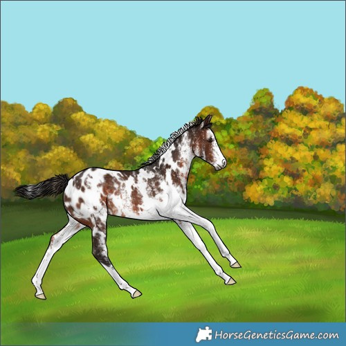 Horse Color:Gray White Spotted Bay Appaloosa Rabicano 