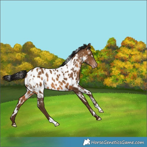 Horse Color:Gray White Spotted Amber Champagne Appaloosa